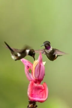 Two hummingbirds hovering next to pink flower,tropical forest, Colombia, bird Stock Photos