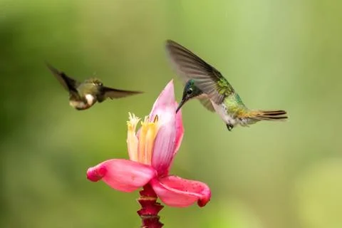 Two hummingbirds hovering next to pink flower,tropical forest, Colombia, bird Stock Photos