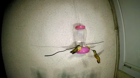 Two Hummingbirds tangle at feeder in 240fps slow motion Video stock 90683428