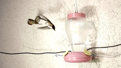 Two Hummingbirds tangle at the feeder 240fps slow motion Video stock 90684247