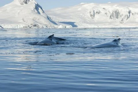 Two humpback whale. Stock Photos