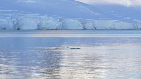 Two Humpback Whale Tails Dive in Antarctica at Sunset. Beautiful Reflective.. Video stock 342656712