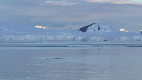 Two Humpback Whale Tails Dive in Antarctica at Sunset. Beautiful Calm Seas... Stock Footage 342656724