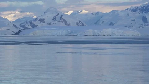 Two Humpback Whale Tails Dive in Antarctica at Sunset. Beautiful Calm Seas... Video stock 342656767