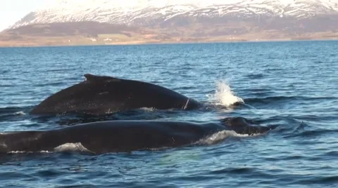 Two Humpback Whales Diving beautiful scenery 스톡 동영상 42939652