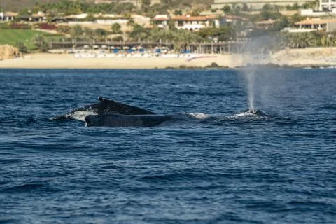 Two humpback whales in front of the beach of cabo san lucas baja california s Stock Photos