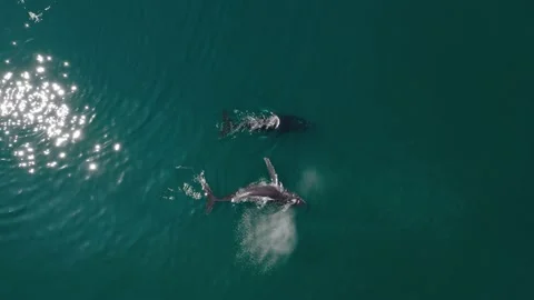 Two humpback whales having rest before diving 스톡 동영상 172516536