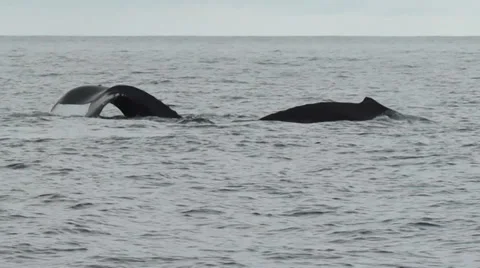 Two Humpback Whales One Tail Fluke Video stock 33786654