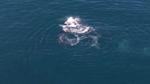 Two humpback whales playing and swimming in the Pacific Ocean - drone parallax Stock-Footage 304965765