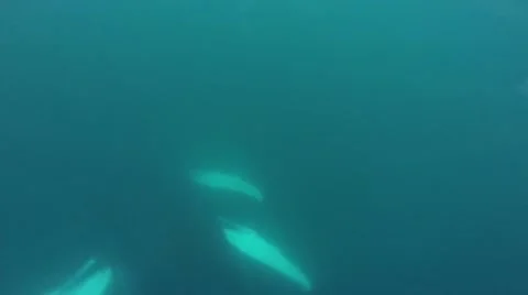 Two Humpback whales on top of each other submerged 스톡 동영상 42941547