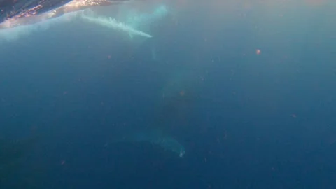 Two humpbacks hunted by false orcas Stock Footage 315113599
