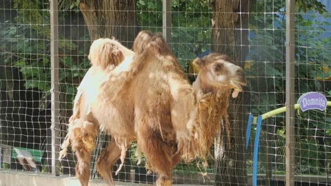 Two-humped Bactrian camel standing in an outdoor zoo enclosure behind a wire Stock Footage 342896819
