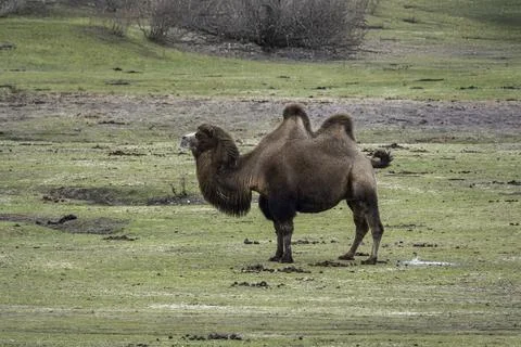 Two-Humped Bactrian Camel Standing in Open Field Under Tree Line, Calm and .. Stock Photos