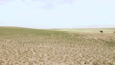 Two humped bactrian camels walk across Taklamakan desert with sparse plants and 스톡 동영상 333777299