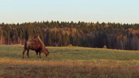 Two-humped camel grazing in dry meadow during autumn sunset Stock Footage 310666898
