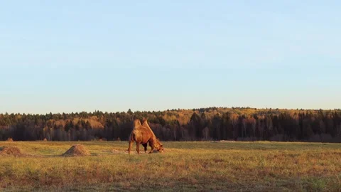 Two-humped camel grazing in dry meadow during autumn sunset Stock Footage 310666910