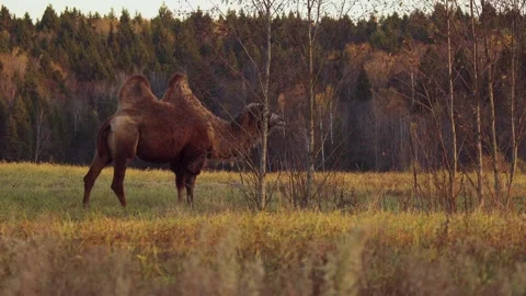 Two-humped camel grazing in dry meadow during autumn sunset Stock Footage 310666913