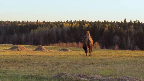 Two-humped camel grazing in dry meadow during autumn sunset Stock Footage 310666919