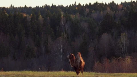 Two-humped camel grazing in dry meadow during autumn sunset Stock Footage 310666936