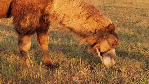 Two-humped camel grazing in dry meadow during autumn sunset Stock Footage 310667152