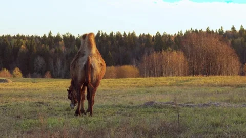 Two-humped camel grazing in dry meadow during autumn sunset Stock Footage 310667161