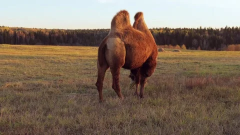 Two-humped camel grazing in dry meadow during autumn sunset Stock Footage 310667162