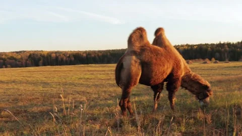 Two-humped camel grazing in dry meadow during autumn sunset Stock Footage 310667168