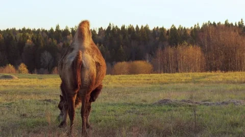 Two-humped camel grazing in dry meadow during autumn sunset Stock Footage 310667192