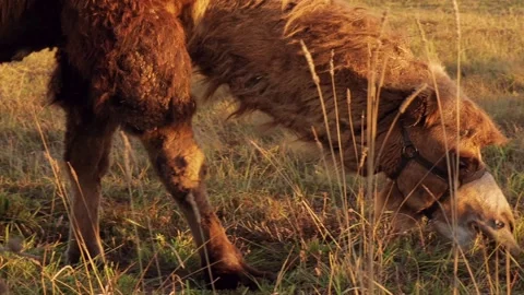 Two-humped camel grazing in dry meadow during autumn sunset Stock Footage 310667234