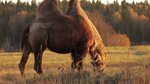 Two-humped camel grazing in dry meadow during autumn sunset Stock Footage 310667257