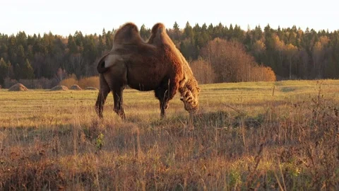 Two-humped camel grazing in dry meadow during autumn sunset Stock Footage 310667260