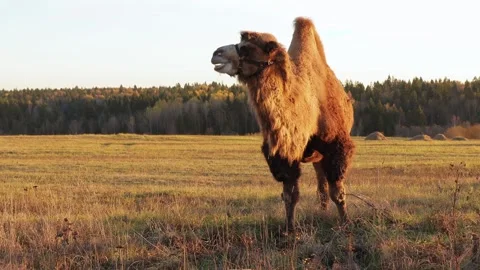 Two-humped camel grazing in dry meadow during autumn sunset Stock Footage 310667284