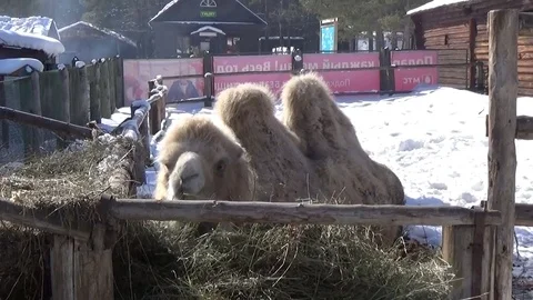 A two-humped camel lies on the snow and chews hay Stock Footage 75536277