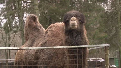 A Two-Humped Camel Looks To The Camera 库存影片 156961818