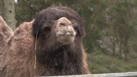 A Two-Humped Camel Looks To The Camera and Chews 库存影片 156961819