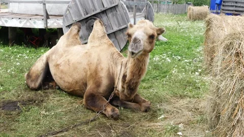 A two-humped camel is lying on the grass near a haystack. Stock Footage 303624087