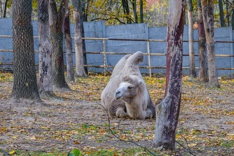 Two humped camel in paddock at the farm. Fotos de archivo