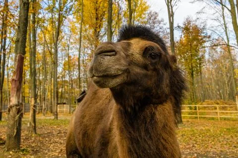 Two humped camel in paddock at the farm. 库存照片