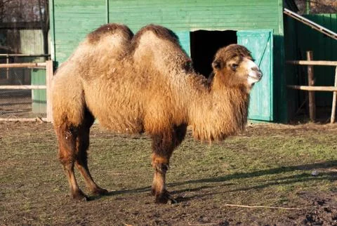 Two-humped camel Stock Photos