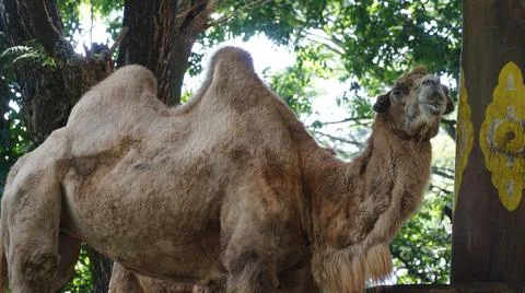 Two-Humped Camel Stock Photos