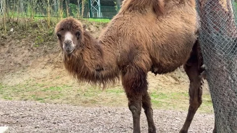 Two-humped camel scratching its back on a tree Stock Footage 309564279
