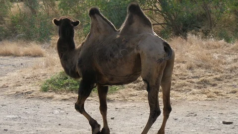 Two-humped camel standing and looking around in a steppe on sunny day in summer Stock Footage 116898171