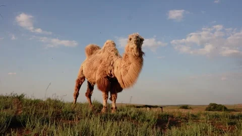 Two humped camel standing on grassland under blue sky Видео 347973166