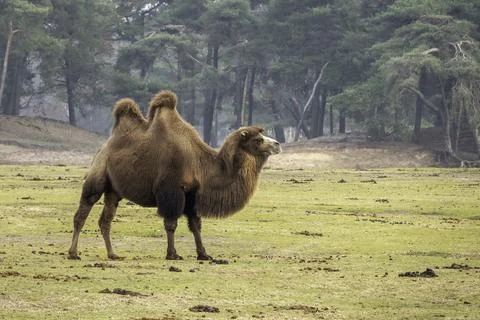 Two-Humped Camel Standing in Open Grassland Among Trees Under Soft Natural .. Stock Photos