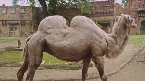 Two-humped camel standing seen from the side Stock Footage 325416503