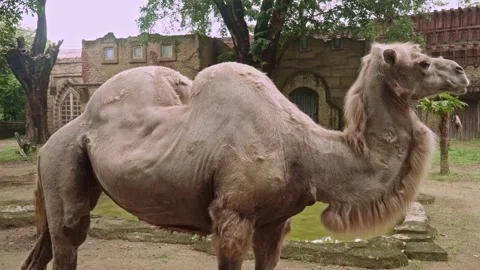 Two-humped camel standing seen from the side Stock Footage 325416524