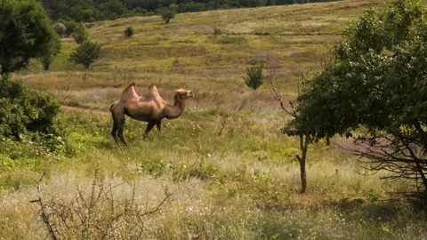 A two-humped camel stands motionless in the middle of the oasis and waves its Stock Footage 169415424