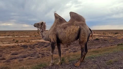 Two-humped camel stands on the side of the road in the desert Video stock 317386554