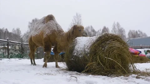 A two-humped camel stands in the snow and chews hay. Stock Footage 143321504