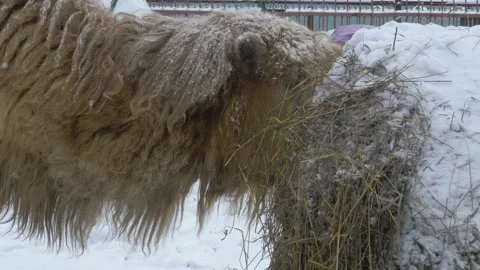 A two-humped camel stands in the snow and chews hay. Stock Footage 143321548